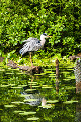 Graureiher im See