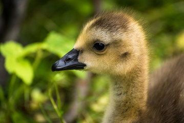 Köpfe Gänse Küken