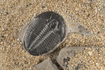 Fototapeta na wymiar Trilobite close-up discovery