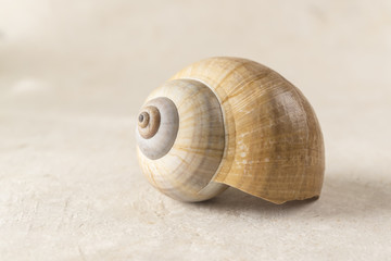 Poetic and Lonely Shell