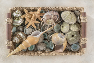 Fototapeta na wymiar Harmonic seashell basket with several species from tropical oceans