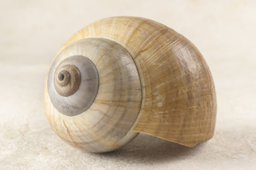 Poetic and Lonely Shell