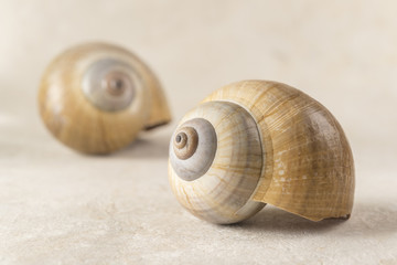 Two shell composition