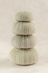 Fototapeta na wymiar Nice composition with Urchin seashells 