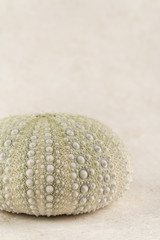 Sea Urchin Shell
