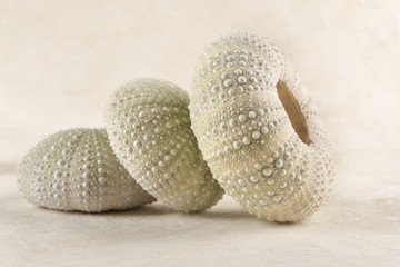 Nice composition with Urchin seashells 