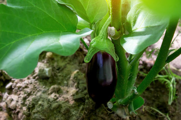 Eggplant on the plant in garden