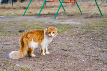 red cat standing on the street
