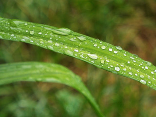 Obraz na płótnie Canvas Rain drops on grass