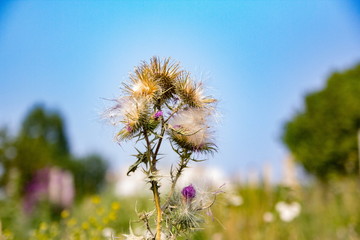 Naklejka premium nature, plant