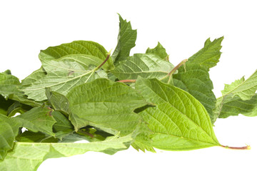 tree leaves isolated on white background