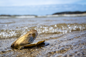 Concept of travel destination holiday beach time with a mussel in the water