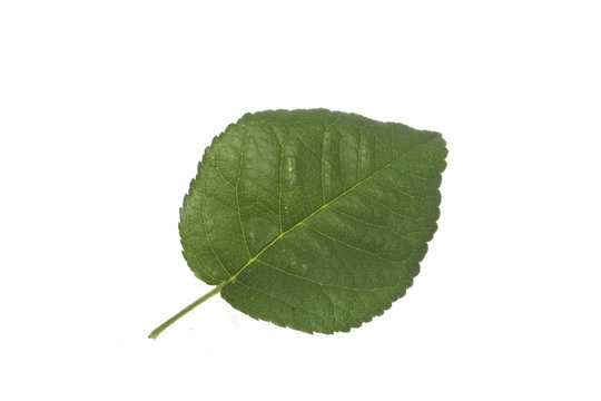 rose leaf isolated on white background