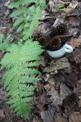 mug in the forest