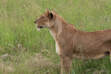 Lioness, Serengeti, Tanaznia, Africa