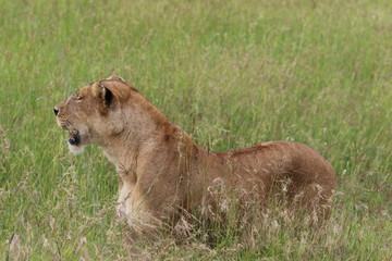 Lioness, Serengeti, Tanaznia, Africa