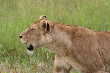 Lioness, Serengeti, Tanaznia, Africa