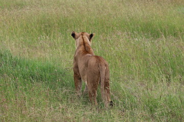 Obraz na płótnie Canvas Lioness, Serengeti, Tanaznia, Africa