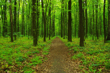 Forest trees in spring