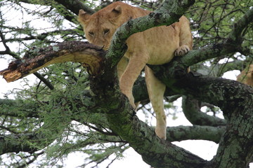 Lion, Tree Lions, beautiful Lion up in the tree. Serengeti, Evening, Tanzania, Africa