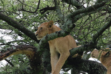 Lion, Tree Lions, beautiful Lion up in the tree. Serengeti, Evening, Tanzania, Africa
