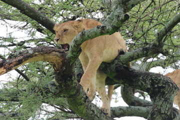 Lion, Tree Lions, beautiful Lion up in the tree. Serengeti, Evening, Tanzania, Africa