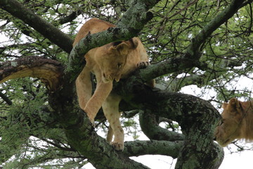 Lion, Tree Lions, beautiful Lion up in the tree. Serengeti, Evening, Tanzania, Africa