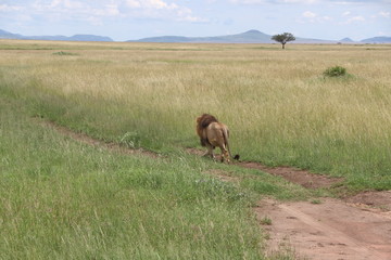 Lion, Serengeti, Tanzania, Africa