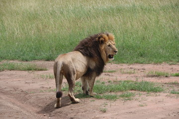 Obraz na płótnie Canvas Lion, Serengeti, Tanzania, Africa