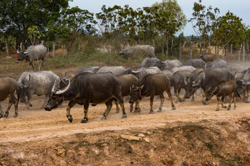 Naklejka na ściany i meble Kambodscha - Wasserbüffel auf der Fahrt von Beng Mealea nach Siem Reap
