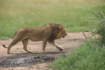 Lion, Serengeti, Tanzania, Africa