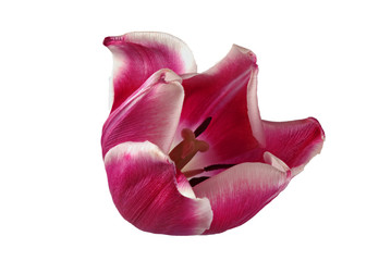 flower tulip on white background for designers
