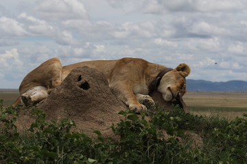 Obraz premium beautiful lioness on a hill. One of few Lions with GPS in Serengeti, Tanzania