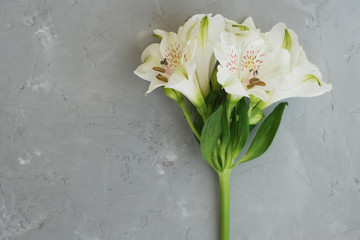White Alstroemeria Spring summer Flowers Gray Textured Cement Background with Copy Paste Floristic