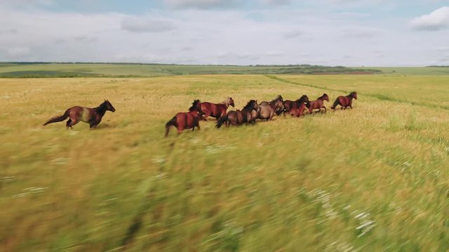 Wild Horses in the grand teton with beautiful views, running, walking and tracking with amazing orbits, wipes, drone aerial view close 4k