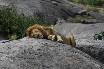 Lion sitting on Kopje, Serengeti. Tanzania