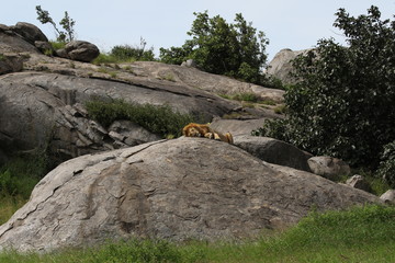 Lion sitting on Kopje, Serengeti. Tanzania