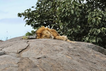 Lion sitting on Kopje, Serengeti. Tanzania