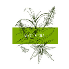 Hand drawn aloe vera branch and flower. Engraved vector banner. healing. Food ingredient, aromatherapy, cooking. For cosmetic package design, medicinal herb, treating, healt care.