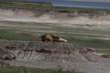 old Lion in front of amazing landscape, Serengeti, Tanzania