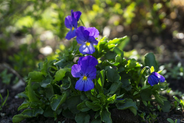 young flowers of pansies among the bushes on the flowerbed in the spring closeup