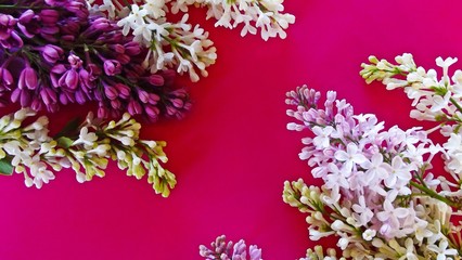 Beautiful lilac on a pink background.Natural background.