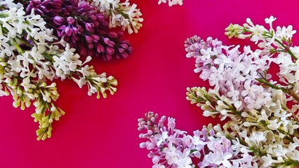 Beautiful lilac on a pink background.Natural background.