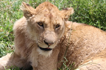 Lioness, Portrait, Serengeti, Savannah, Tanzania