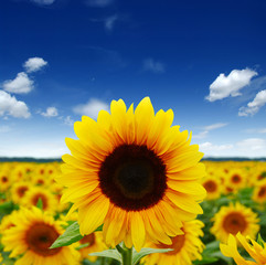 Fototapeta premium field of blooming sunflowers