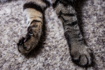 Cat paw on grey capite. Closeup. Cat foot