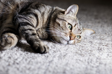 grey cat lie on grey capite. Closeup