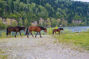 Naklejka premium horse лошадь