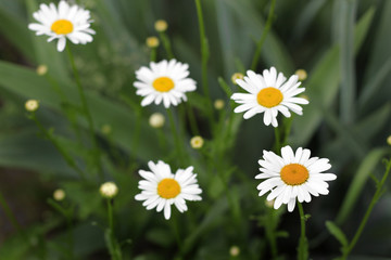 Obraz na płótnie Canvas Camomiles close-up. Flowers