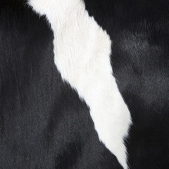 part of black and white hide on side of holstein cow